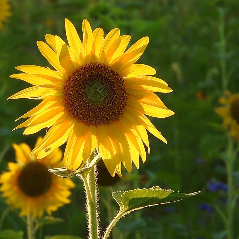 garden state parkway wildflower seeds Midwest Wildflower Seed Mix