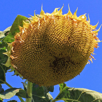 Mongolian Giant Sunflower Seeds