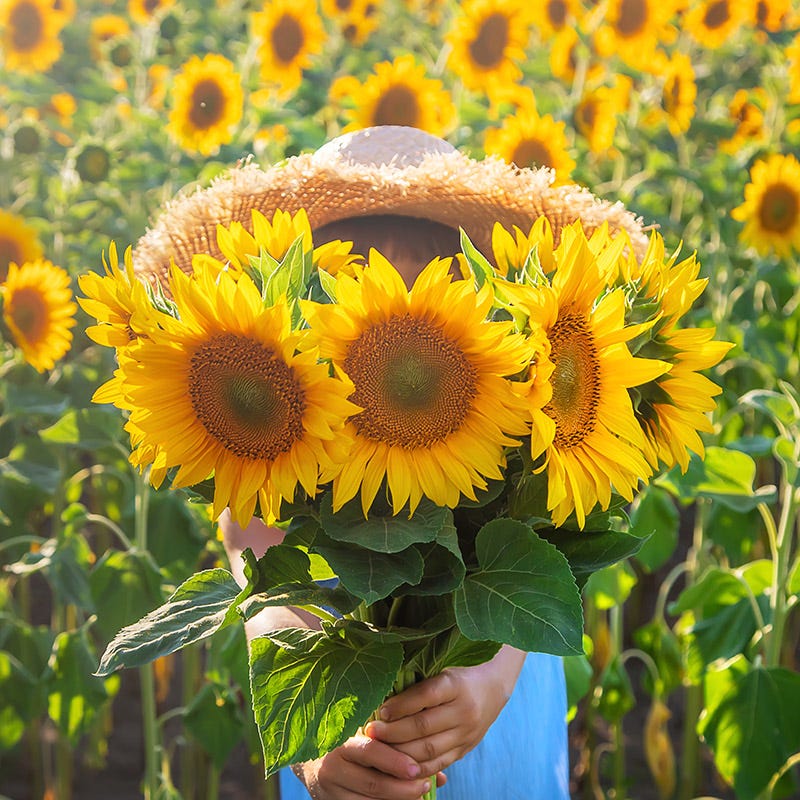 Bouquets For Days Annual Wildflower Seed Collection