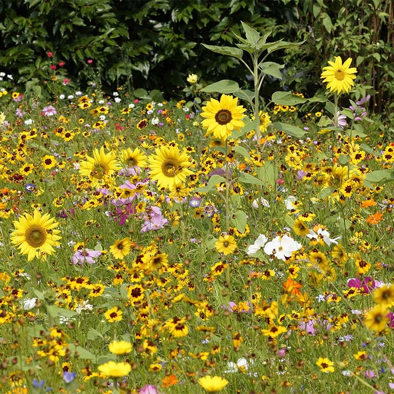 Wildflowers Seed Packet