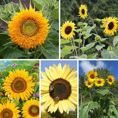 Sunflower Seed Mix, Helianthus annuus