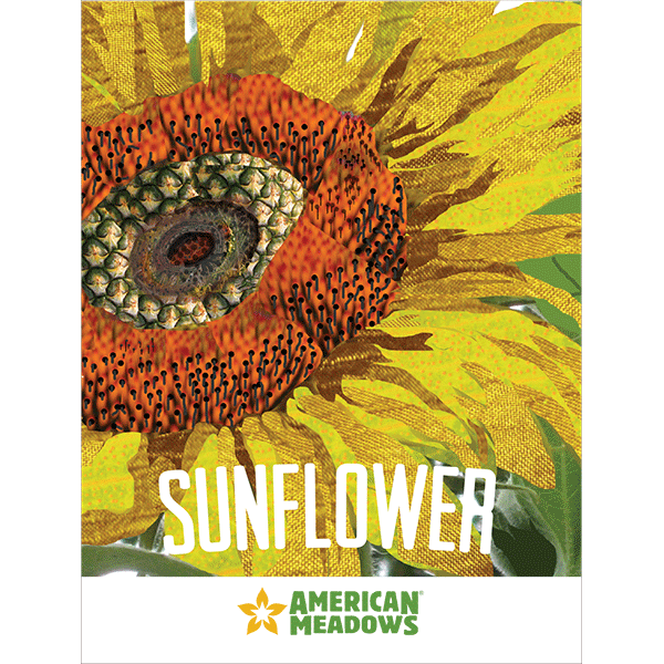 Sunflower Art Print Seed Packet