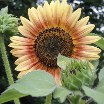 Autumn Beauty Sunflower Seeds