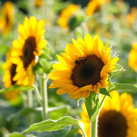 henry fields garden seeds Henry Wilde Sunflower Seeds, Helianthus