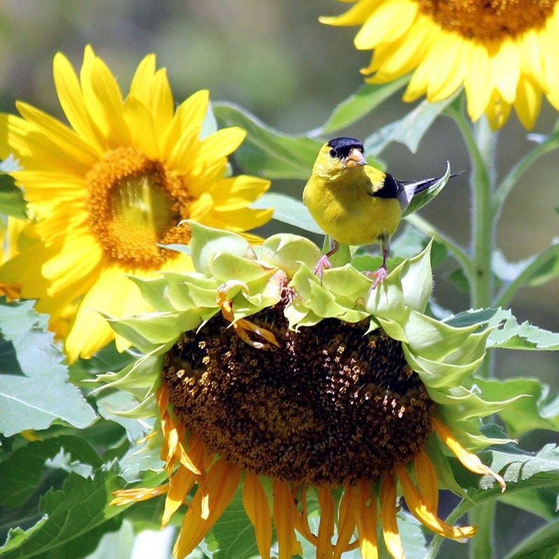 Mammoth Grey Stripe Sunflower Seeds