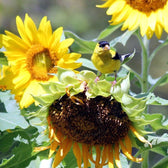 Songbird feeding on a Mammoth Grey Stripe sunflower seed head