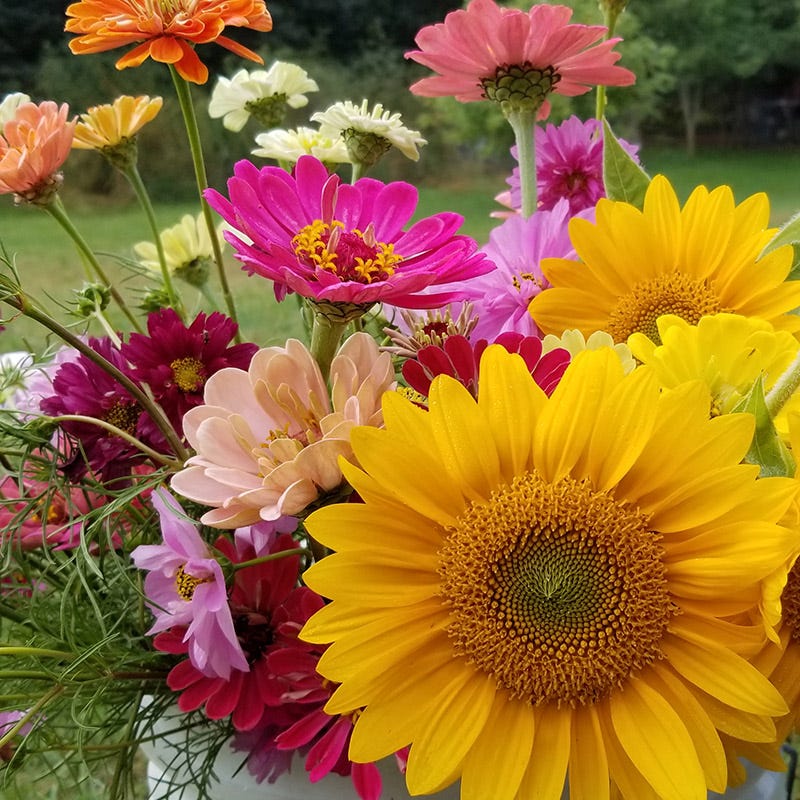Bouquets For Days Annual Wildflower Seed Collection