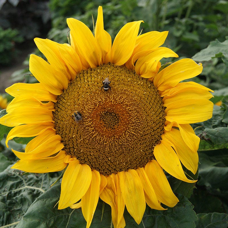 Yellow Pygmy Sunflower Seeds