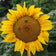 Yellow Pygmy Sunflower Seeds
