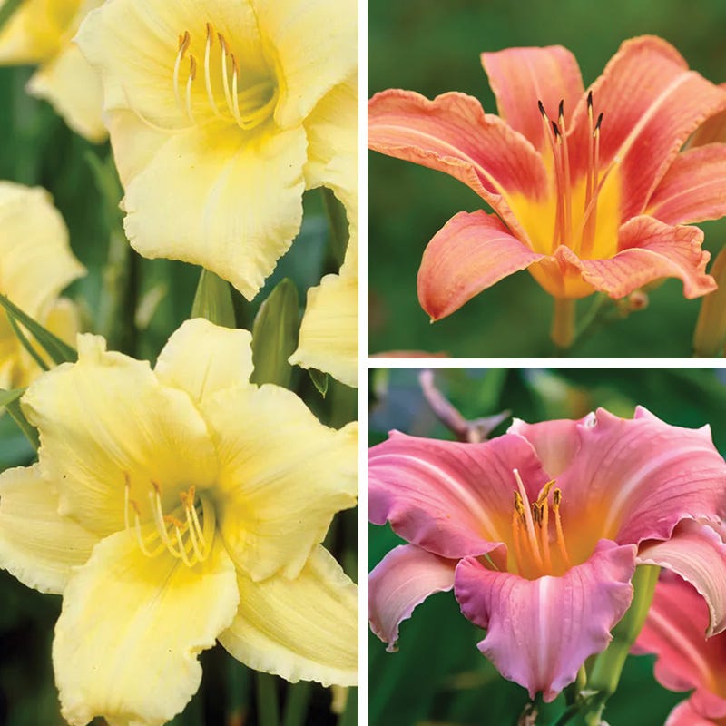 Sunny Days Daylily Collection