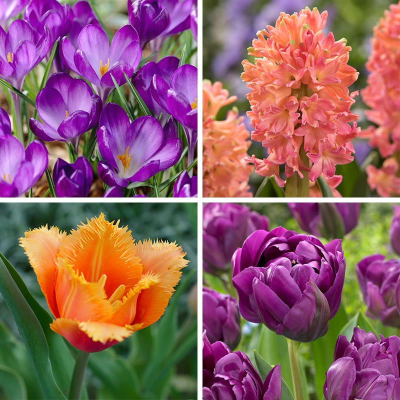 Sunset Hues Flower Bulb Collection