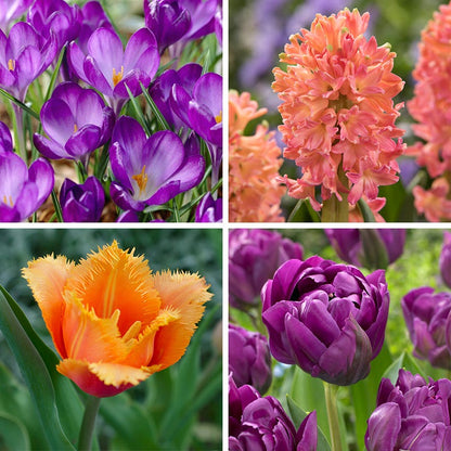 Sunset Hues Flower Bulb Collection