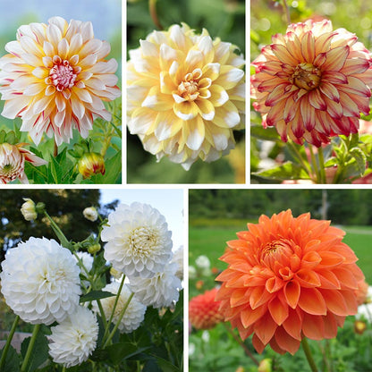 Sunshine Mixed Dahlia Collection