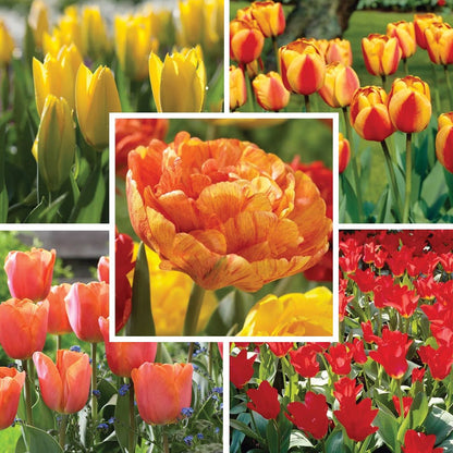 Sunshine Tulip Flower Bulb Collection