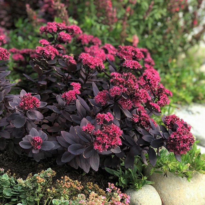 Sunsparkler® Plum Dazzled Sedum