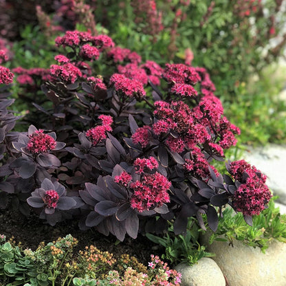 Sunsparkler® Plum Dazzled Sedum