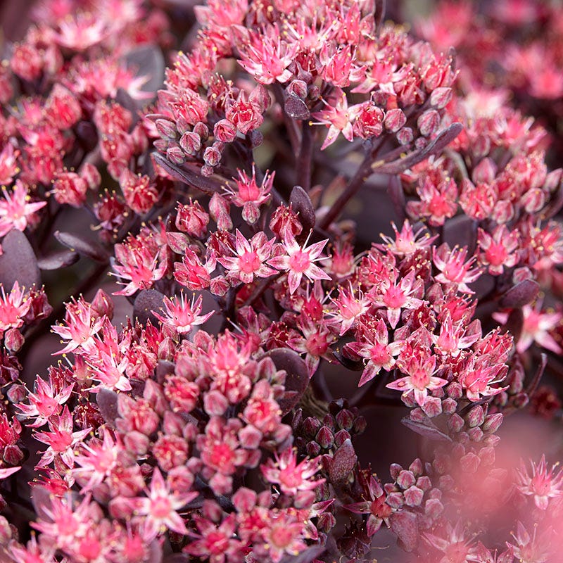 Sunsparkler Plum Dazzled Sedum - Thumbnail 3