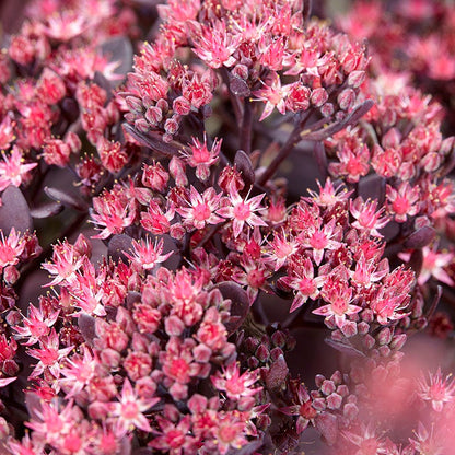 Sunsparkler® Plum Dazzled Sedum