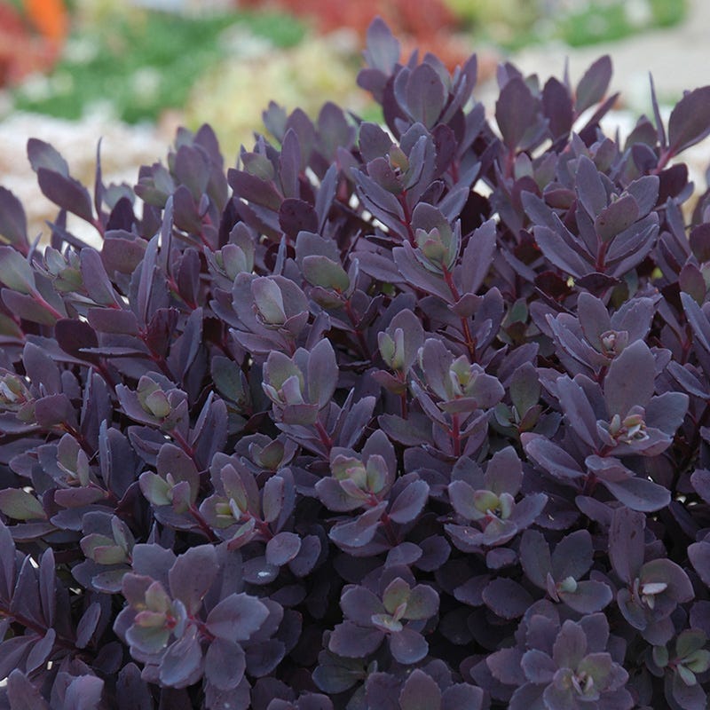 Sunsparkler® Plum Dazzled Sedum