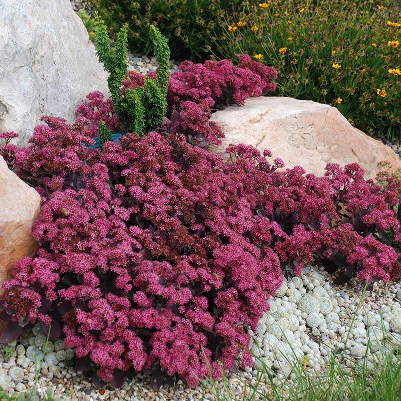 Sunsparkler® Plum Dazzled Sedum