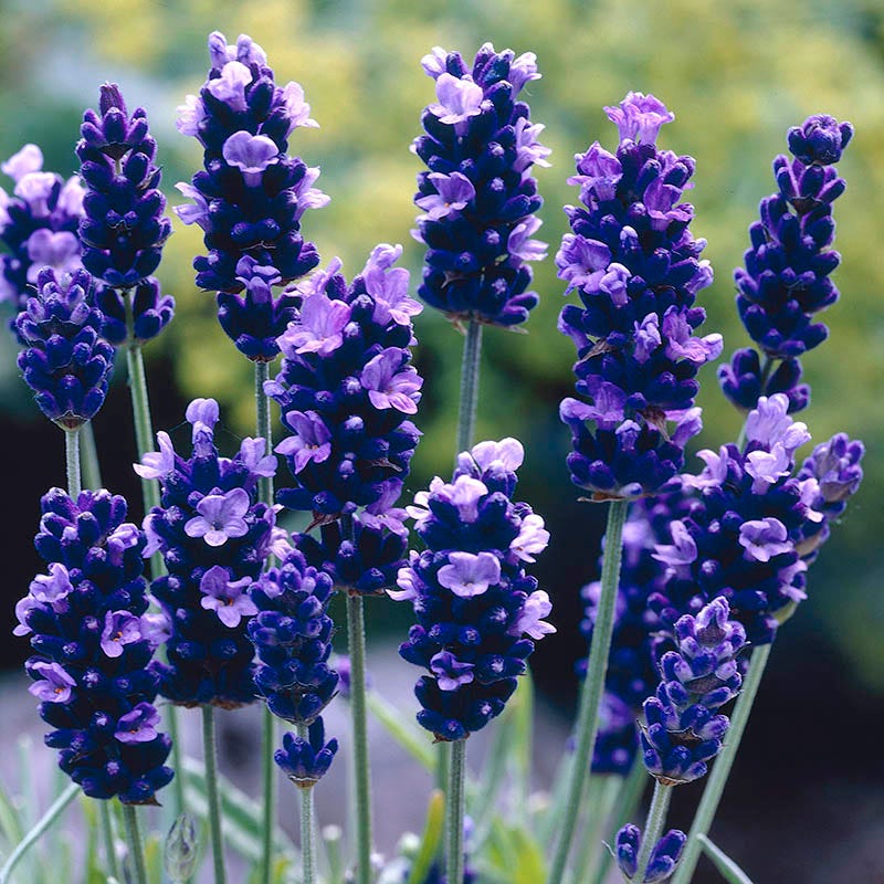 low growing lavender plant Checkerboard Low Grow Lavender Collection