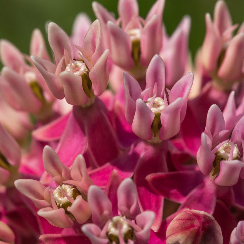 Swamp Milkweed