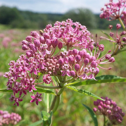 Swamp Milkweed