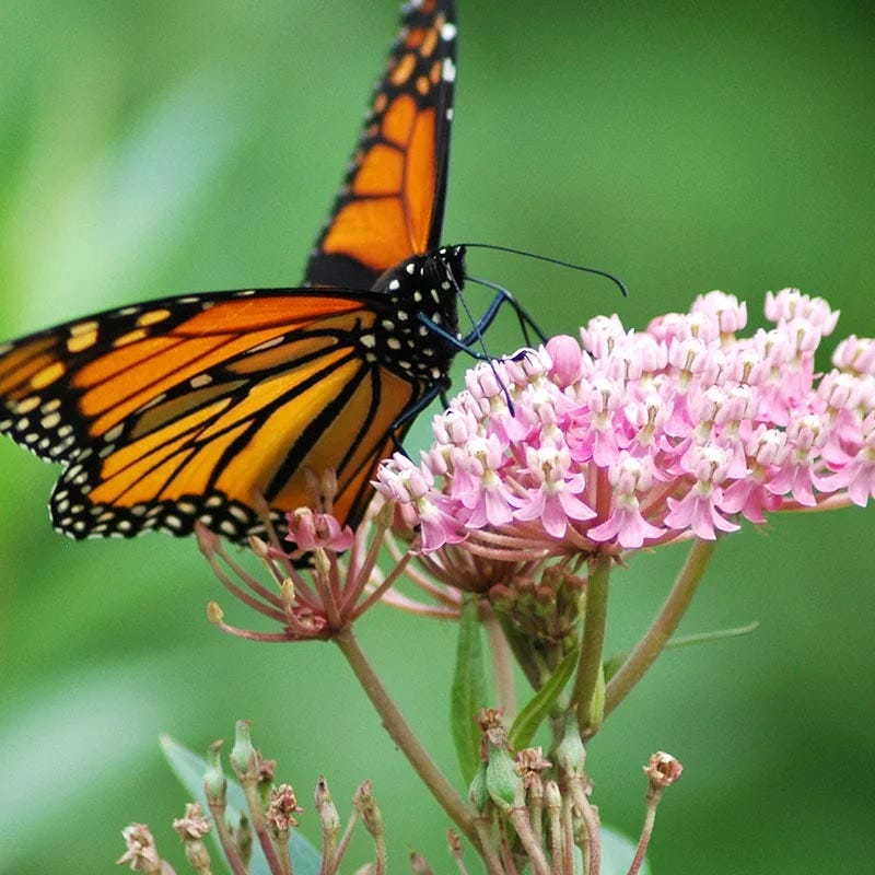 Eastern Monarch Refuge Plant Collection