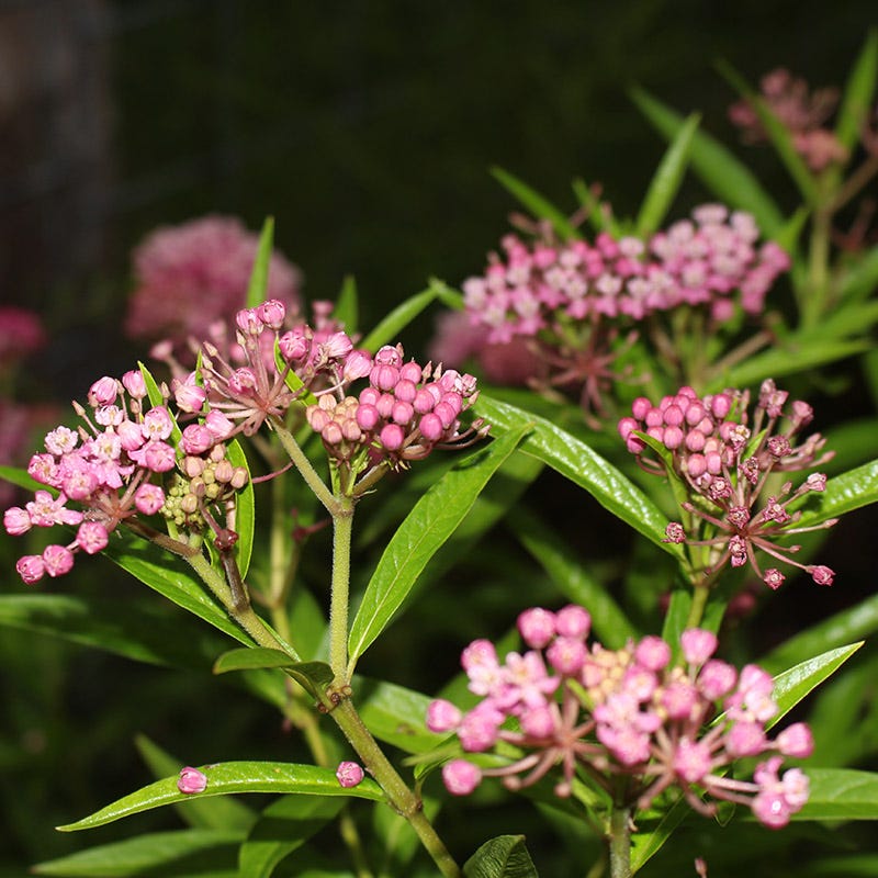 Native Pollinator Pit Stop Plant Collection
