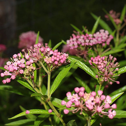 Native Pollinator Pit Stop Plant Collection