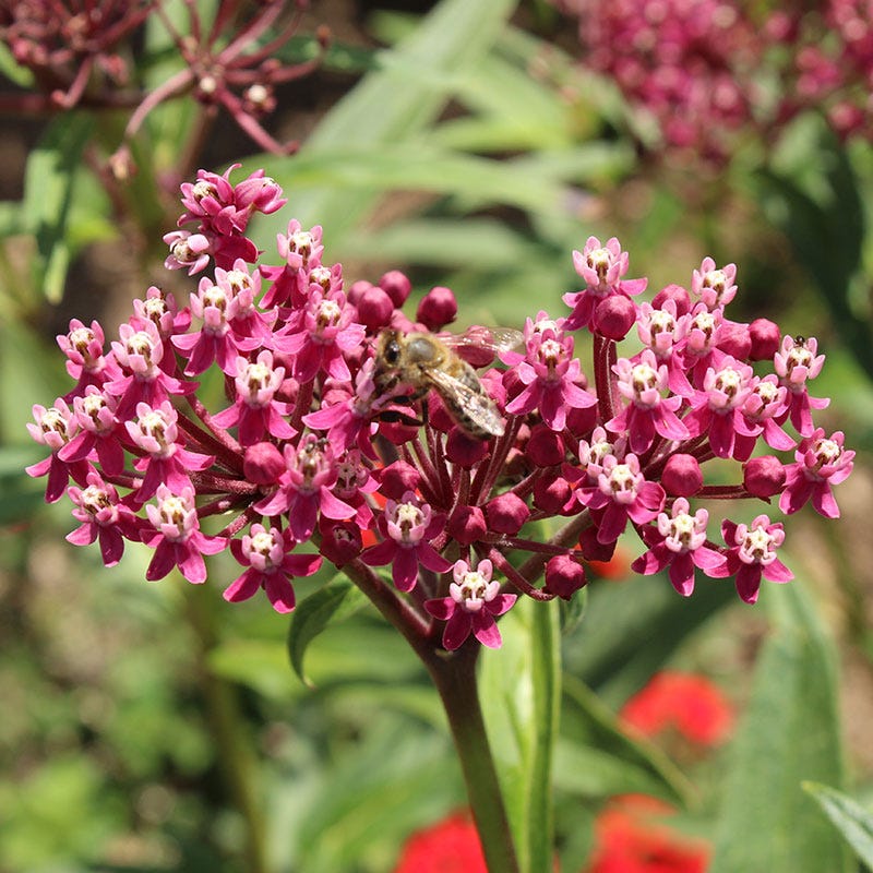 Soulmate Swamp Milkweed