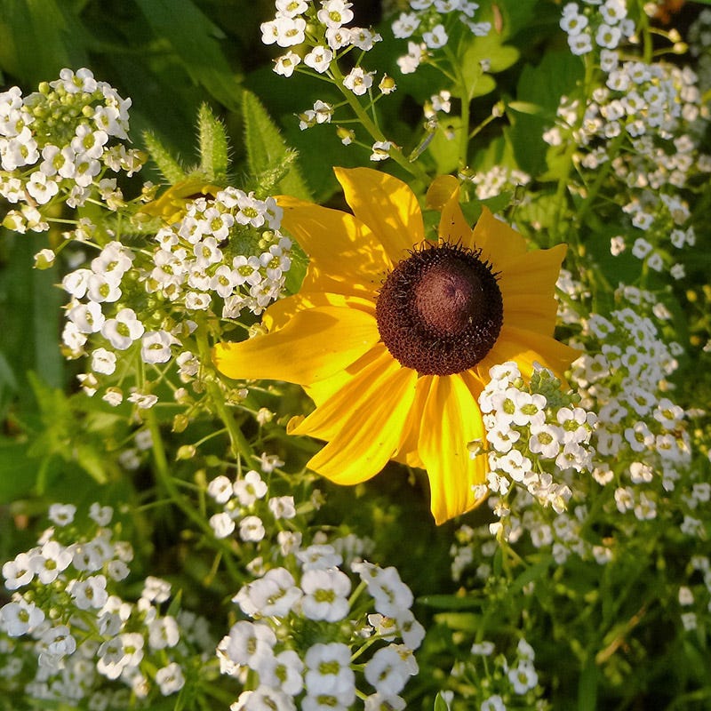 Buzz & Flutter Pollinator Wildflower Seed Collection