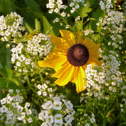 Buzz & Flutter Pollinator Wildflower Seed Collection