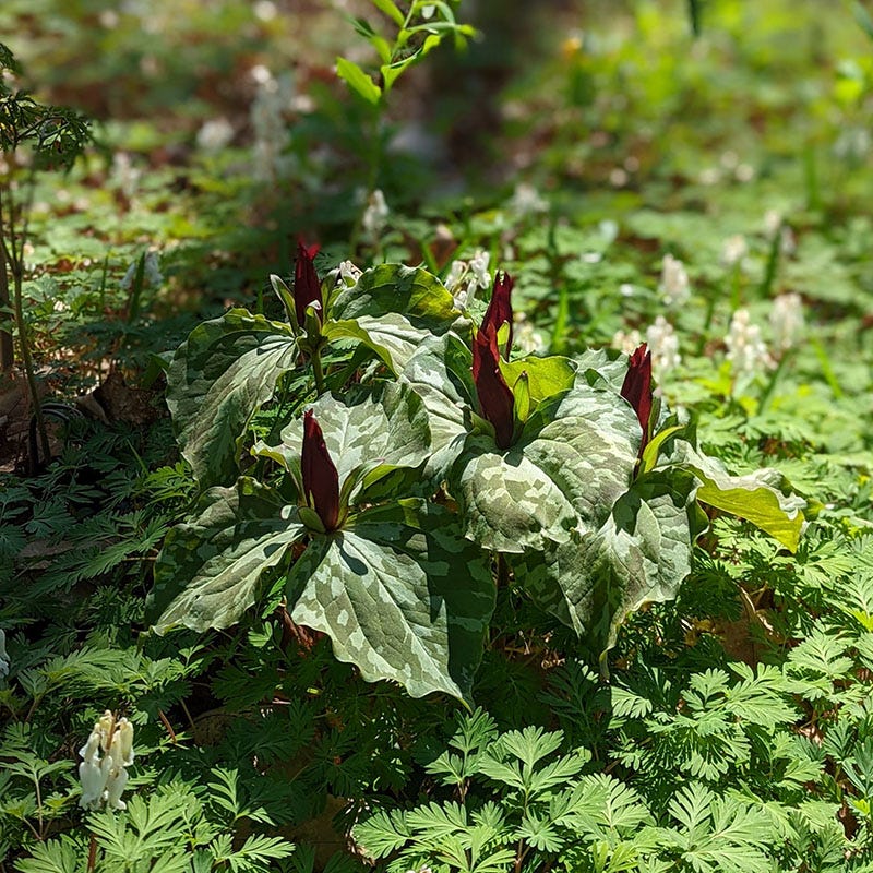 trillium seeds planting Sweet Betsy Trillium, Trillium cuneatum