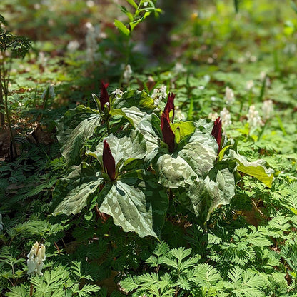 Sweet Betsy Trillium