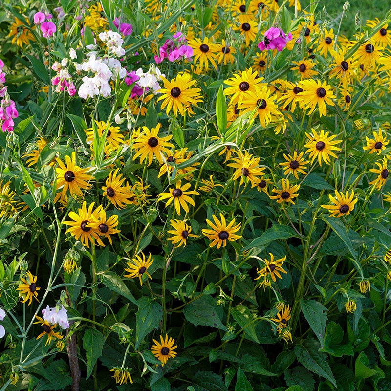 Sweet Black Eyed Susan Seeds