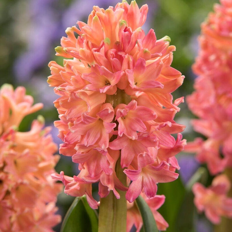 Spring Dawn Hyacinth Bulb Collection