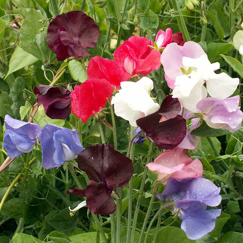 Sweet Pea Seeds