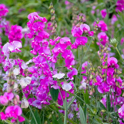 Sweet Pea Seeds
