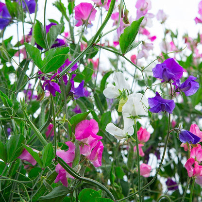 Royal Family Sweet Pea Seeds Mix