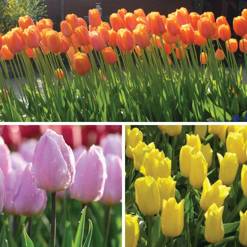 Sweet Treats Tulip Bulb Collection