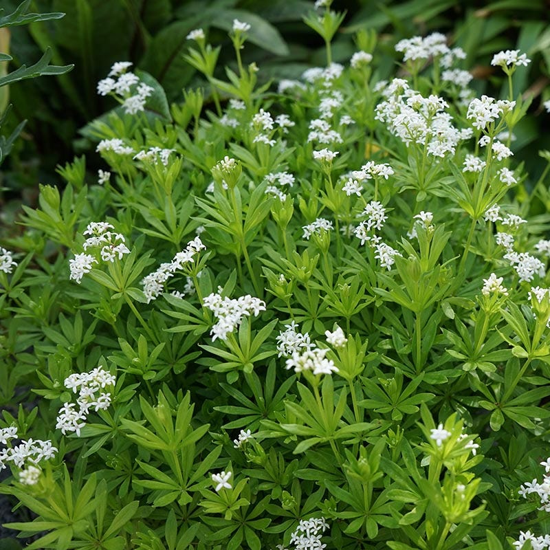 Sweet Woodruff