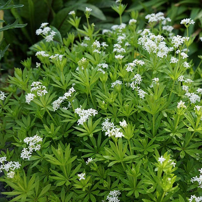 Sweet Woodruff