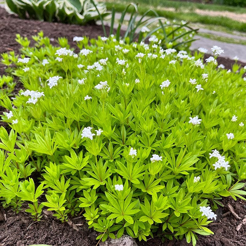 planting sweet woodruff seeds Sweet Woodruff, Galium odoratum