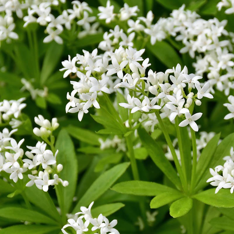 Dappled Shade Tapestry Lawn Plant Collection