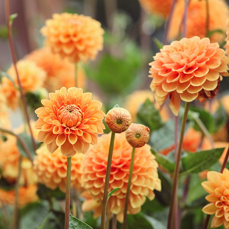 Sylvia Ball Dahlia | American Meadows