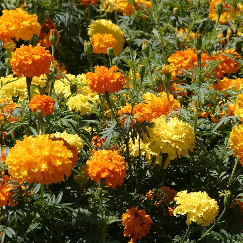 Crackerjack Mix Marigold Seeds