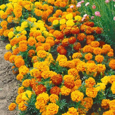 Beneficial Bounty Seed Collection