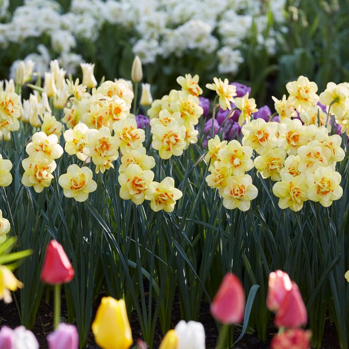 Tahiti Double Daffodil - Thumbnail 3