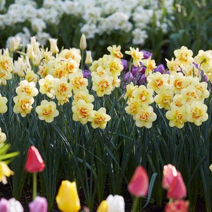 Tahiti Double Daffodil